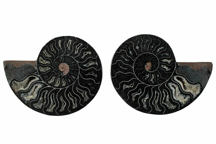 Cut & Polished Ammonite Fossil - Unusual Black Color #286629